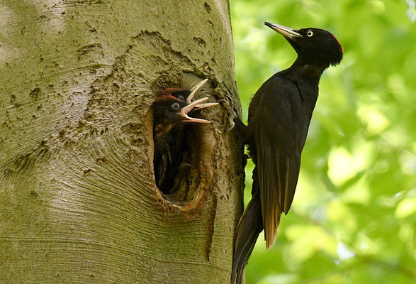 SCHWARZSPECHT,  BLACK WOODPECKER, DRYOCOPUS MARTIUS