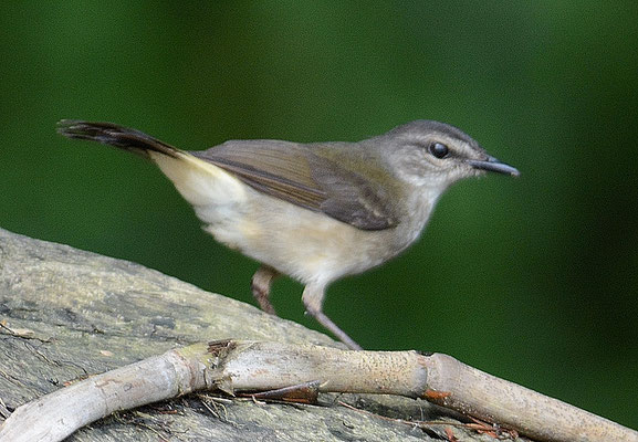 FLUSSWALDSÄNGER, BUFF-RUMPED WARBLER, PHAEOTHLYPIS FULVICAUDA