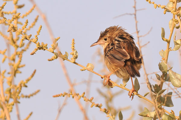 CISTENSÄNGER, ZITTING CISTICOLA, CISTICOLA JUNCIDIS
