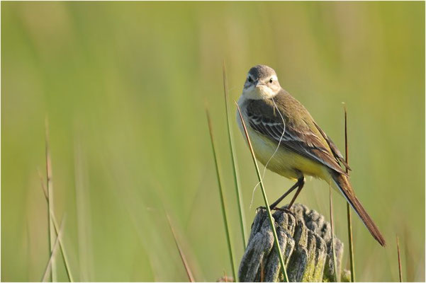 WIESENSCHAFSTELZE, YELLOW WAGTAIL, MOTACILLA FLAVA