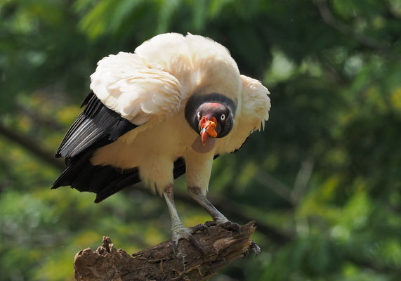 KÖNIGSGEIER, KING VULTURE, SARCORAMPHUS PAPA