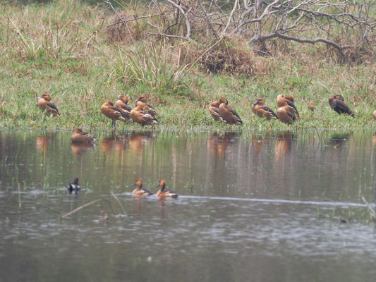 Gelbe Pfeifgans, Fulvous Whistling-Duck - Dendrocygna bicolor
