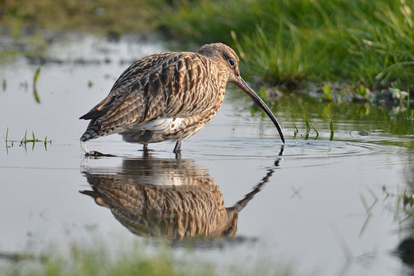 BRACHVOGEL, CURLEW, NUMENIUS ARQUATA