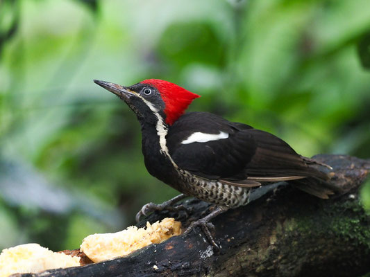 LINIENSPECHT, LINEATED WOODPECKER - DRYOCOPUS LINEATUS