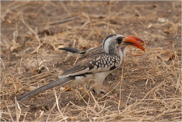 ROTSCHNABELTOKO, RED-BILLED HORNBILL, TOCKUS ERYTHRORHYNCHUS