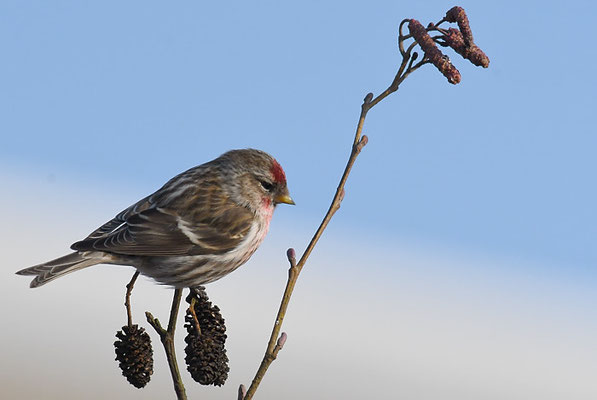 TAIGABIRKENZEISIG, COMMON REDPOLL, ACANTHIS FLAMMEA