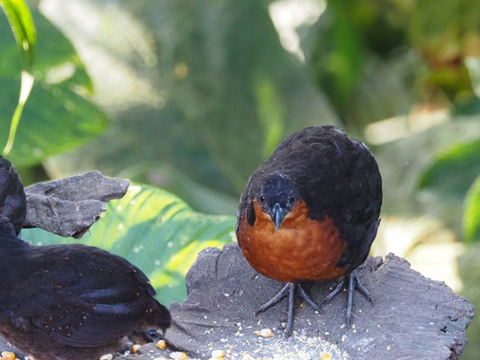 Schwarzrückenwachtel (Schwarzrücken-Waldwachtel), Dark-backed Wood-Quail - Odontophorus melanonotus