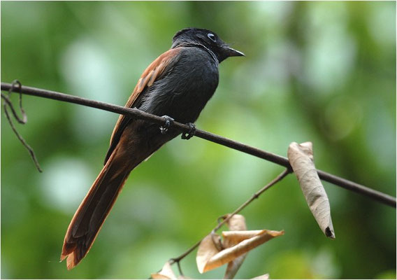 GRAUBRUST-PARADIESSCHNÄPPER, AFRICAN PARADISE FLYCATCHER, TERPSIPHONE VIRIDIS