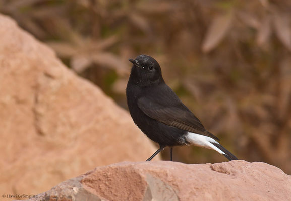 TRAUERSTEINSCHMÄTZER, BLACK WHEATEAR, OENANTHE LEUCURA