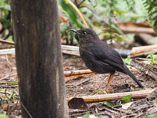SAMTDROSSEL, GLOSSY-BLACK THRUSH - TURDUS SERRANUS