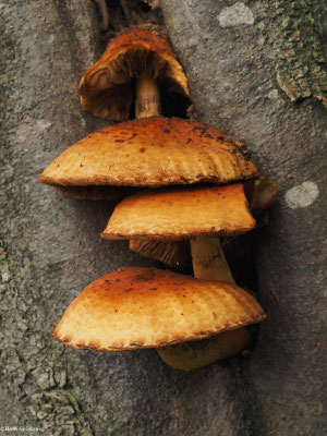 Schleimiger Schüppling - Pholiota adiposa