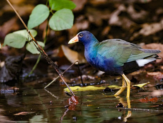 Zwergsultanshuhn, Purple Gallinule - Porphyrio martinicus