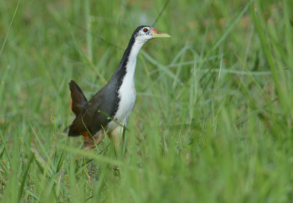 WEISSBRUST-KIELRALLE, WHITE-BREASTED WATERHEN, AMAURORNIS PHOENICURUS