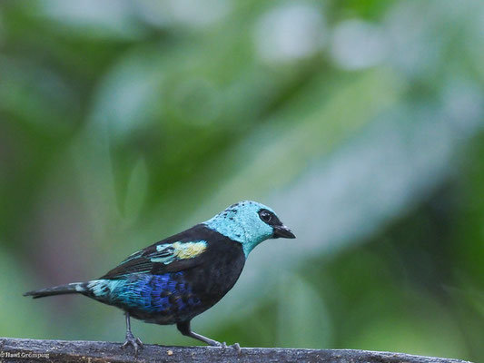 AZURKOPFTANGARE, BLUE-NECKED TANAGER - TANGARA CYANICOLLIS