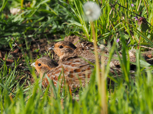REBHUHN, GREY PARTRIDGE, PERDIX PERDIX
