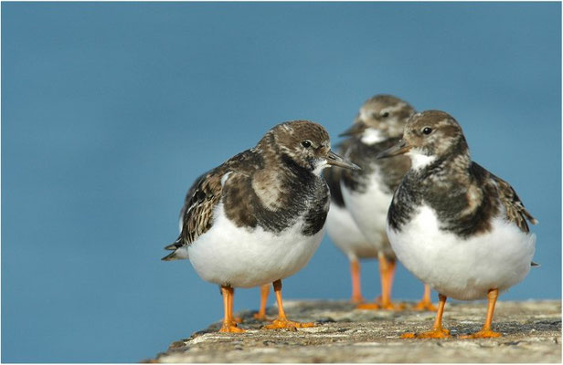 STEINWÄLZER, RUDDY TURNSTONE, ARENARIA INTERPRES