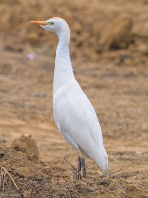 Kuhreiher, Cattle egret - Bubulcus ibis