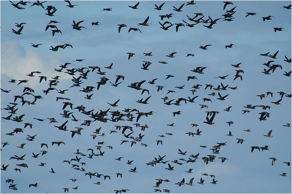 RINGELGANS, BRENT GOOSE, BRANTA BERNICLA