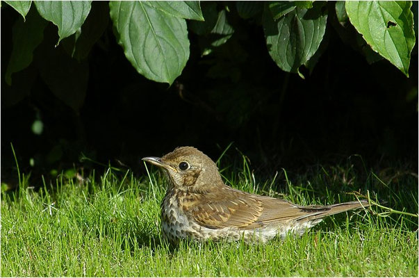 SINGDROSSEL, SONG TRUSH, TURDUS PHILOMELOS 