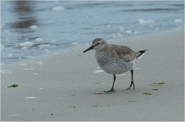 KNUTT, RED KNOT, CALIDRIS CANUTUS