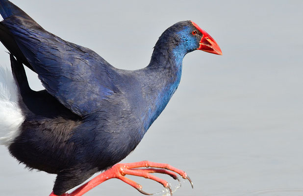 PURPURHUHN, PURPLE SWAMPHEN, PORPHYRIO PORPHYRIO