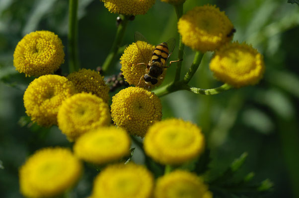 BREITBAND-FELDSCHWEBFLIEGE, EUPEODES LATIFASCIATUS