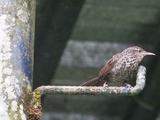 Drosselzaunkönig, Thrush-like Wren - Campylorhynchus turdinus