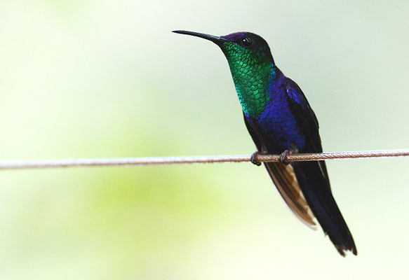 VIOLETKRONENNYMPHE, VIOLET-CROWNED WOODNYMPH, THALURANIA COLUMBICA