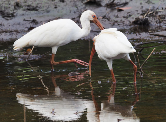 SCHNEESICHLER, WHITE IBIS, EUDOCIMUS ALBUS