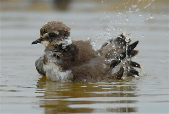 SANDREGENPFEIFER, RINGED PLOVER, CHARADRIUS HIATICULA