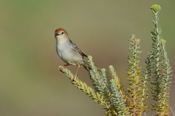 VLIJ-CISTENSÄNGER, LEVAILLANT´S CISTICOLA, CISTICOLA TINNIENS