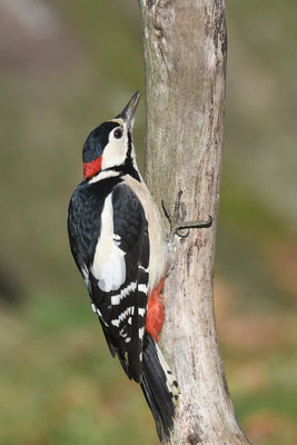 BUNTSPECHT, GREAT SPOTTED WOODPECKER, DENDROCOPOS MAJOR
