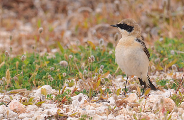 BALKANSTEINSCHMÄTZER, EASTERN BLACK-EARED WHEATEAR, OENANTHE MELANOLEUCA