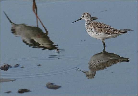TEICHWASSERLÄUFER, MARSH SANDPIPER, TRINGA STAGNATILIS