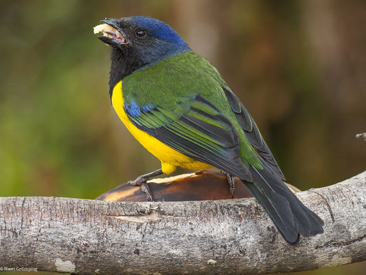 SCHWARZBRUST-BERGTANGARE, BLACK-CHESTED MOUNTAIN-TANAGER - CNEMATHRAUPIS EXIMIA