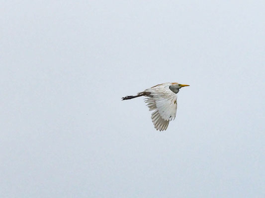 KUHREIHER, CATTLE EGRET - BUBULCUS IBIS