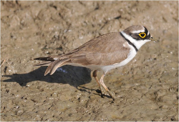 FLUSSREGENPFEIFER, LITTLE RINGED PLOVER, CHARADRIUS DUBIUS
