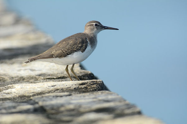 DROSSELUFERLÄUFER, SPOTTED SANDPIPER, ACTITIS MACULARIUS