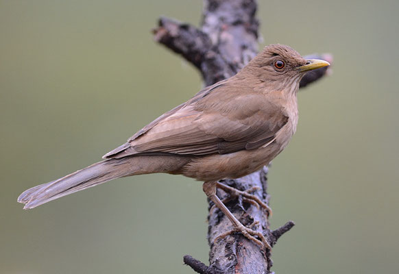 GILBDROSSEL, CLAY-COLORED ROBIN, TURDUS GRAYI