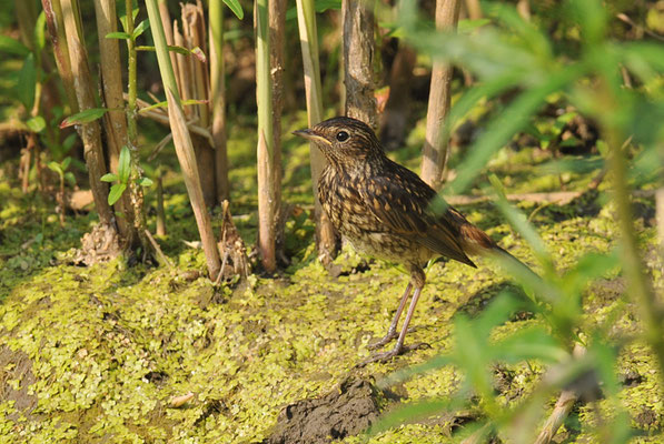 BLAUKEHLCHEN, BLUETHROAT, LUSCINIA SVECICA