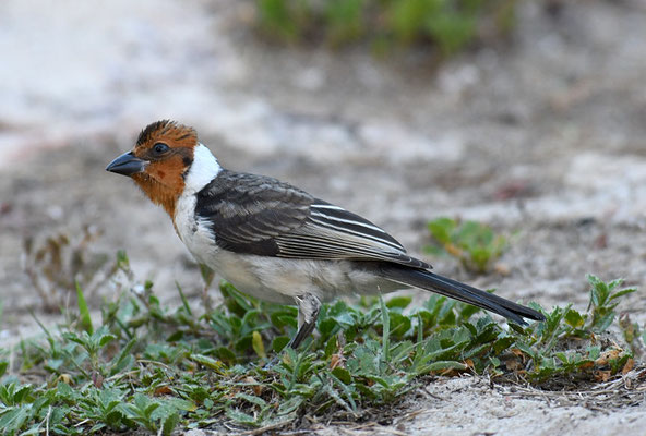 DOMINIKANERKARDINAL, RED-COWLED CARDINAL, PAROARIA DOMINICANA