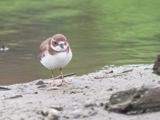 Amerikanischer Sandregenpfeifer, Semipalmated Plover - Charadrius semipalmatus