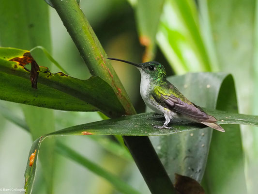 ANDENAMAZILIE, ANDEAN EMERALD - AMAZILIA FRANCIAE