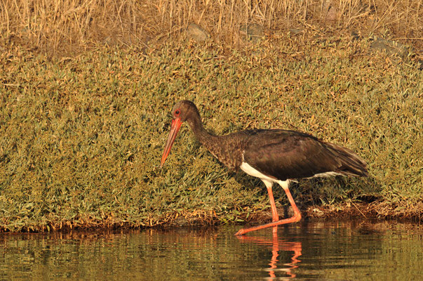 SCHWARZSTORCH, BLACK STORK, CICONIA NIGRA