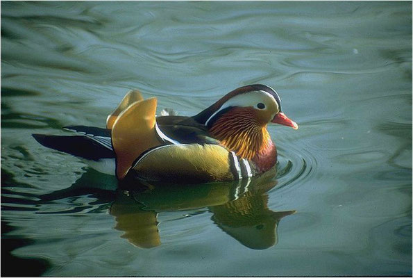 MANDARINENTE, MANDARIN DUCK, AIX GALERICULATA