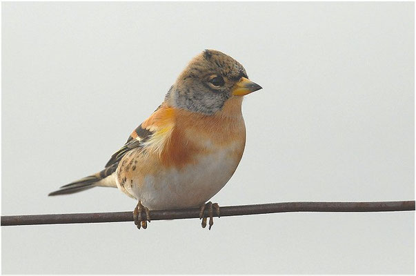 BERGFINK, BRAMBLING, FRINGILLA MONTIFRINGILLA