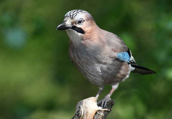 EICHELHÄHER, JAY, GARRULUS GLANDARIUS