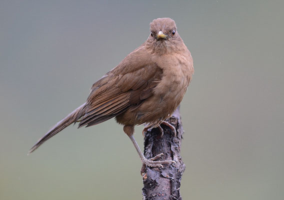 GILBDROSSEL, CLAY-COLORED ROBIN, TURDUS GRAYI