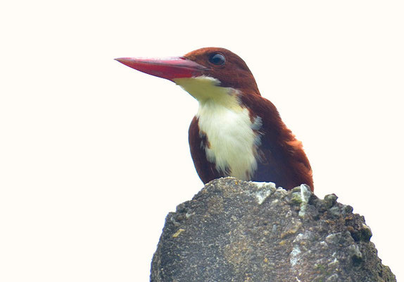 BRAUNLIEST, WHITE-THROATED KINGFISHER-HALCYON SMYRNENSIS