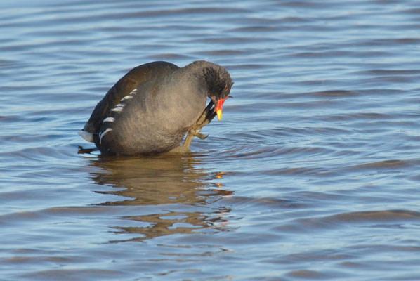 TEICHRALLE, MOORHEN, GALINULA CHLOROPUS